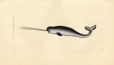 Havet enhjørning eller narhval, Monodon monoceros. Sjældent eksemplar med dobbelt stødtænder. Håndfarvet kobberstik af James Sowerby fra The British Miscellany, eller farvede figurer af nye, sjældne eller lidet kendte dyreemner. af James Sowerby