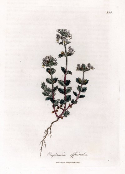 Kortsynet græs - Almindelig øjentrøst, Euphrasia officinalis. Håndfarvet kobberstik fra en botanisk illustration af James Sowerby fra William Woodville og Sir William Jackson Hookers "" Medical Botany,"" John Bohn, London af James Sowerby