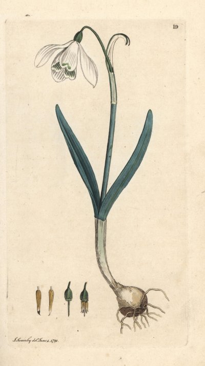 Vintergæk, Galanthus nivalis. Håndfarvet kobberstik efter en illustration af James Sowerby fra James Smith