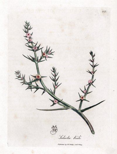 Soda brulee - stikkende salturt, Kali turgida. Håndfarvet kobberstik fra en botanisk illustration af James Sowerby fra William Woodville og Sir William Jackson Hookers "" Medical Botany,"" John Bohn, London af James Sowerby