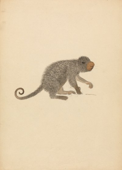 Sydamerikansk Porcupine af James Sowerby