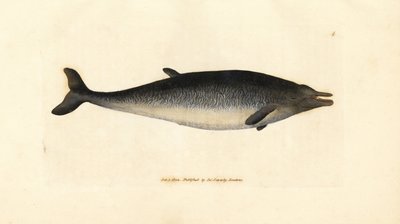 Sowerbys næbhval, Mesoplodon bidens (Physeter bidens, to-tandet kaskelothval). Håndfarvet kobberstik af James Sowerby fra The British Miscellany, eller farvede figurer af nye, sjældne eller lidet kendte dyreemner. af James Sowerby