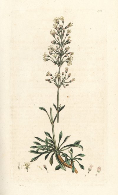 Spansk catchfly, Silene otites (spansk campion, Cucubalus otites) (silene og små blade) Håndfarvet kobberstik efter en illustration af James Sowerby fra James Smith