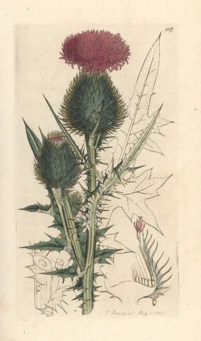 Spydtidsel, Cirsium vulgare (Carduus lanceolatus) (Common Cirse) Håndfarvet kobberstik efter en illustration af James Sowerby fra James Smith
