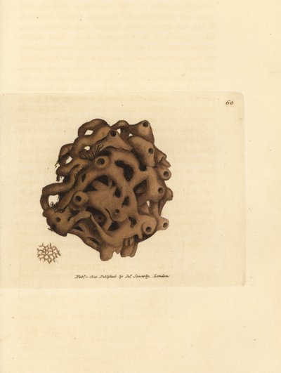Svamp, Haliclona cinerea (Annulleret svamp, Spongia cancellata). Håndfarvet kobberstik af James Sowerby fra The British Miscellany, eller farvede figurer af nye, sjældne eller lidet kendte dyreemner. af James Sowerby