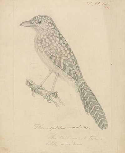 Spot-backed myrefugl af James Sowerby