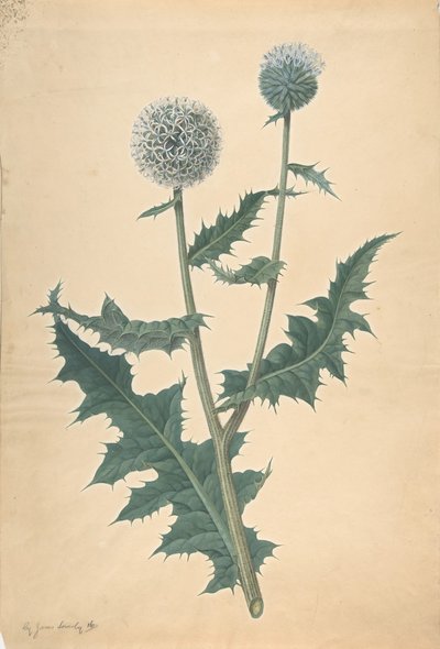 Studie af en tidsel, før 1822. af James Sowerby