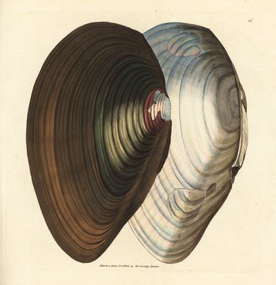 Svanemusling, Anodonta stagnalis (Mytilus stagnalis). Håndfarvet kobberstik af James Sowerby fra The British Miscellany, eller farvede figurer af nye, sjældne eller lidet kendte dyreemner. af James Sowerby