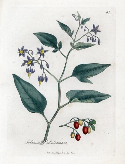Sød bitter eller sød bitter natskygge - Woody nightshade, Solanum dulcamara. Håndfarvet kobberstik fra en botanisk illustration af James Sowerby fra William Woodville og Sir William Jackson Hookers "" Medical Botany,"" John Bohn, London af James Sowerby