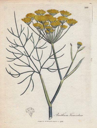 Sød fennikel (eller Provence fennikel). Håndfarvet kobberstik fra en tegning af James Sowerby (1757-1822), i Botanique Medicinale af James Sowerby