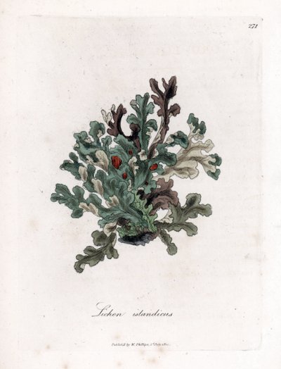 Thallus eller Island Moss - Eryngo -Leaved Lichen, Lichen Islandicus. Håndfarvet kobberplade -gravering fra en botanisk illustration af James Sowerby fra William Woodville og Sir William Jackson Hookers "" Medical Botany "," John Bohn, London af James Sowerby