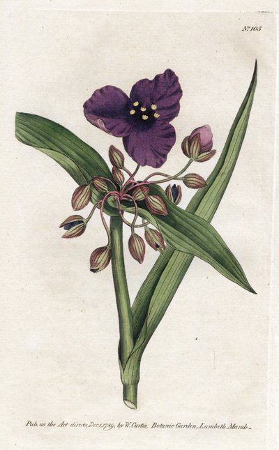 Tradescantia ou setcreasee - Litografi af James Sowerby (1757-1822), fra William Curtis