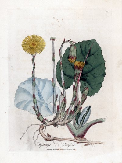 Tuslage eller ej æsel - Følfod, Tussilago fara. Håndfarvet kobberstik fra en botanisk illustration af James Sowerby fra William Woodville og Sir William Jackson Hookers "" Medical Botany,"" John Bohn, London af James Sowerby