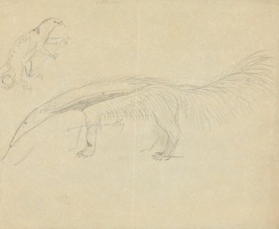 To myreslugere af James Sowerby