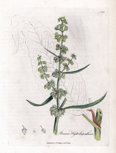 Water Patience eller Aquatic Patience - Fantastisk vanddok, Rumex hydrolapathum. Håndfarvet kobberstik fra en botanisk illustration af James Sowerby fra William Woodville og Sir William Jackson Hookers "" Medical Botany,"" John Bohn, London af James Sowerby