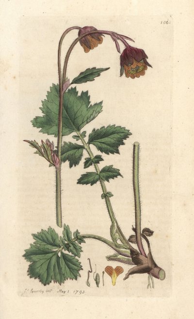 Water avens, Geum rivale Håndfarvet kobberstik efter en illustration af James Sowerby fra James Smith