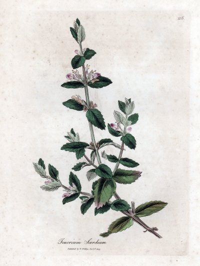 Vand germandree - Vand germandree, Teucrium scordium. Håndfarvet kobberstik fra en botanisk illustration af James Sowerby fra William Woodville og Sir William Jackson Hookers "" Medical Botany,"" John Bohn, London af James Sowerby