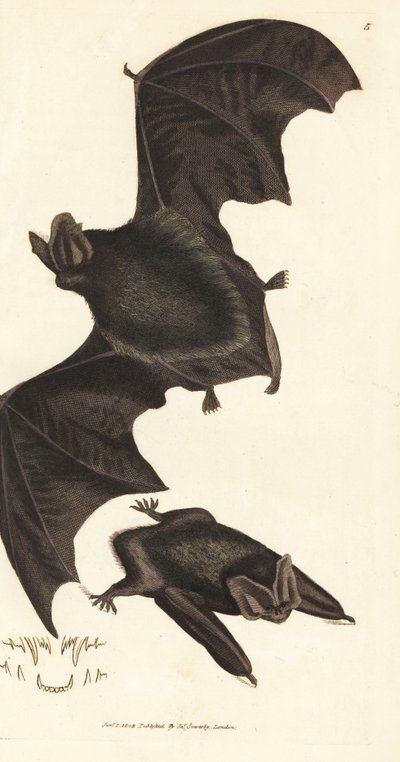 Western barbastelle flagermus, Barbastella barbastellus barbastellus (Vespertilio barbastellus). Håndfarvet kobberstik af James Sowerby fra The British Miscellany, eller farvede figurer af nye, sjældne eller lidet kendte dyreemner. af James Sowerby