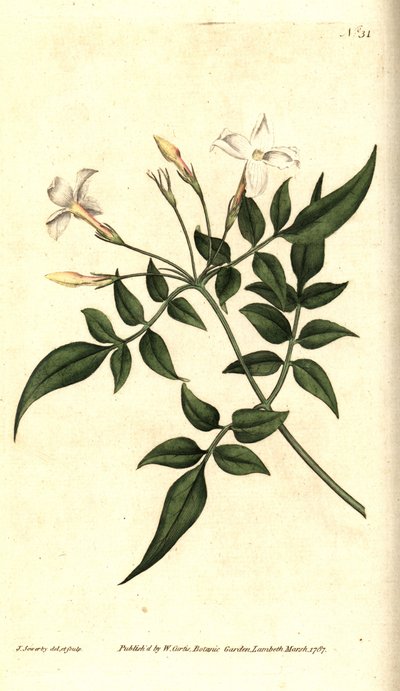 Hvid Jasmin (eller Jasmine officinal) - Almindelig Jasmin eller Jessamin, Jasminum officinale. Håndfarvet kobberstik og botanisk illustration af James Sowerby fra William Curtis