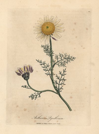 Hvid og gul spansk kamille, Anthemis pyrethrum af James Sowerby