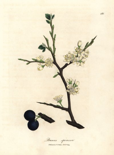 Hvid blomst og blå bær af slåentræet Prunus spinosa af James Sowerby