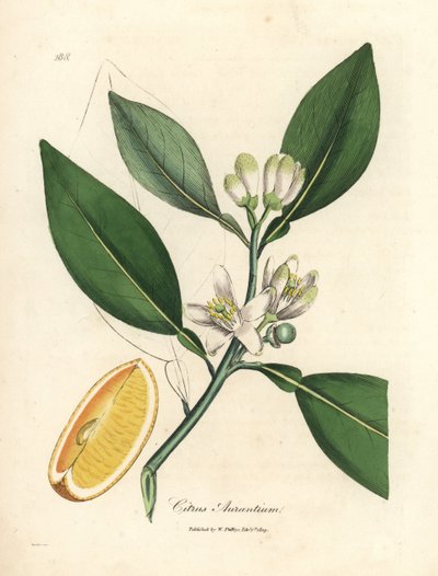 Hvid blomst og segment af moden frugt af appelsintræet, Citrus aurantium af James Sowerby