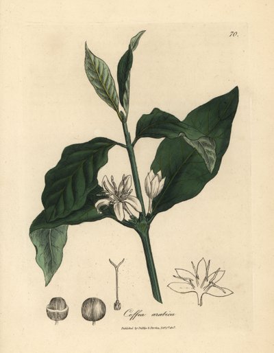 Hvid blomst, blade og bønne fra kaffeplanten Coffea arabica af James Sowerby