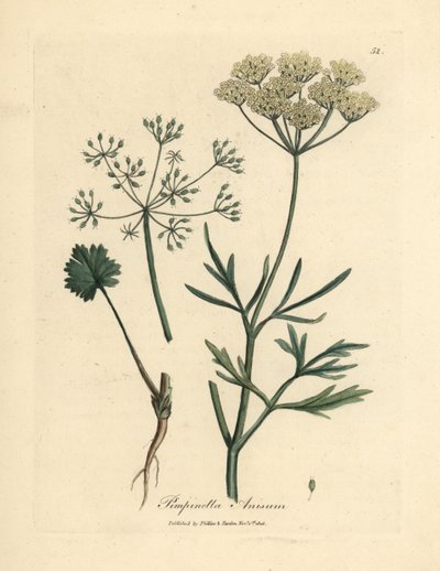 Hvidblomstret anis, Pimpinella anisum af James Sowerby