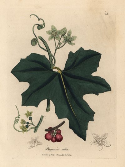 Hvidblomstret bryony, Bryonia alba af James Sowerby