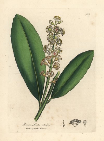 Hvidblomstret laurbærtræ, Prunus laurocerasus af James Sowerby