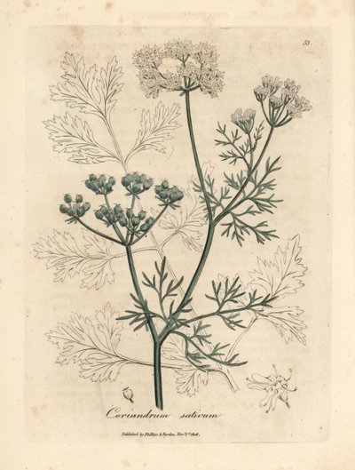 Hvidblomstret koriander, Coriandrum sativum af James Sowerby