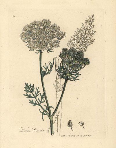 Hvidblomstret vild gulerodsplante, Daucus carota af James Sowerby