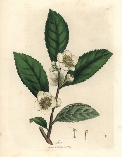Hvide blomster og grønne teblade, Thea bohea, Camellia sinensis af James Sowerby