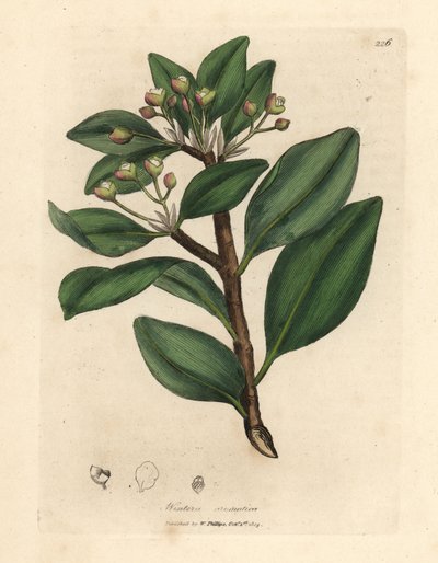 Vinterens barktræ, Wintera aromatica, Drimys winteri af James Sowerby