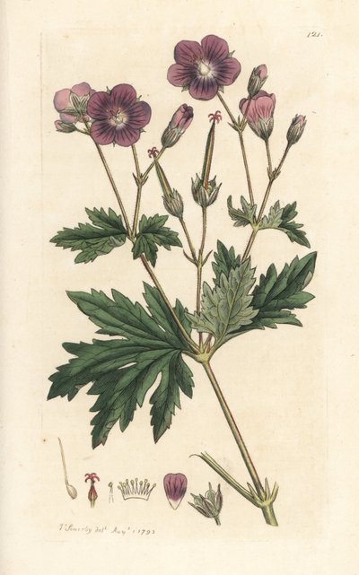 Tranenæb eller skovpelargonium, Geranium sylvatium (trægeranium) Håndfarvet kobberstik efter en illustration af James Sowerby fra James Smith