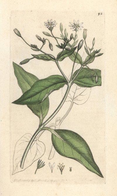Træstikurt, Stellaria nemorum Håndfarvet kobberstik efter en illustration af James Sowerby fra James Smith