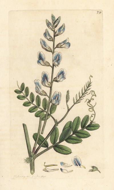 Trævikke, Vicia sylvatica (vesce des bois) Håndfarvet kobberstik efter en illustration af James Sowerby fra James Smith