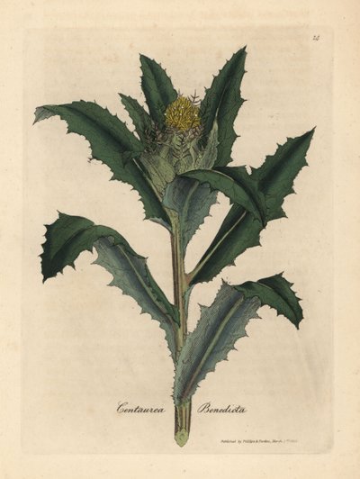 Gulblomstret velsignet eller hellig tidsel, Centaurea benedicta af James Sowerby