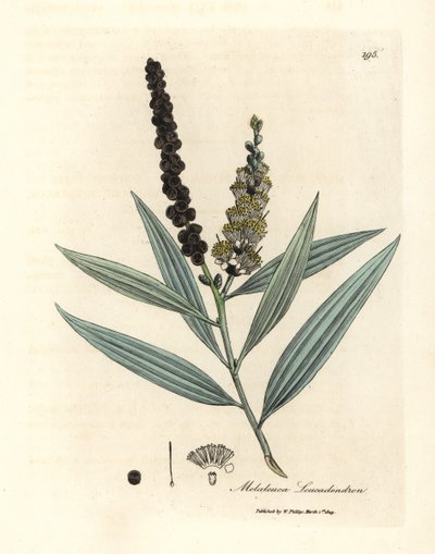 Gulblomstret cajeput træ, Melaleuca leucadendron af James Sowerby