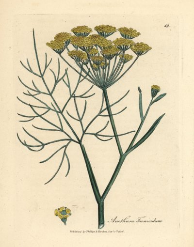 Gulblomstret fennikel, Anethum foeniculum af James Sowerby