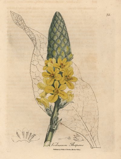 Gulblomstret stor bredbladet mullein, Verbascum thapsus af James Sowerby