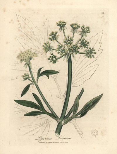 Gulblomstret løvstikke, Ligusticum levisticum af James Sowerby