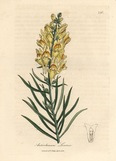 Gulblomstret snapdragon, Antirrhinum linaria af James Sowerby