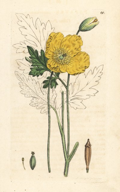 Gul eller walisisk valmue, Papaver cambricum (gul valmue). Håndfarvet kobberstik efter en illustration af James Sowerby fra James Smith