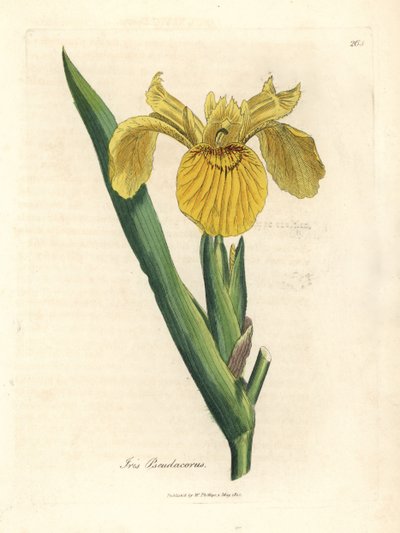 Gult vandflag, Iris pseudacorus af James Sowerby