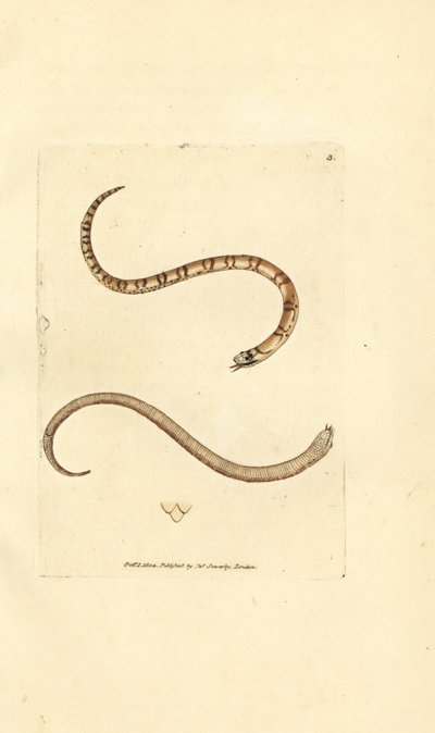Ung glat slange, Coronella austriaca (Dumfriesshire slange, Coluber dumfrisiensis). Håndfarvet kobberstik af James Sowerby fra The British Miscellany, eller farvede figurer af nye, sjældne eller lidet kendte dyreemner. af James Sowerby