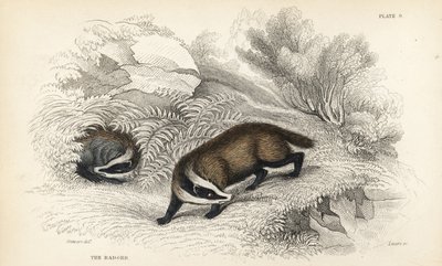 Europæisk grævling, Meles meles (Meles taxus). Håndfarvet stålgravering af Lizars efter en illustration af James Stewart fra William Jardines Naturalist