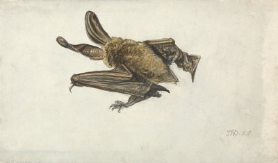 En flagermus (blyant og akvarel på papir) af James Ward