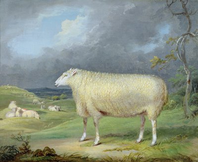 A Border Leicester Ewe (olie på lærred) af James Ward
