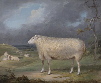 En Border Leicester Ewe af James Ward